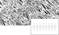 Membranfilter Typ 118 Polytetrafluorethylen (PTFE) Sartorius