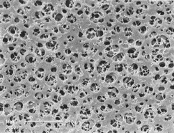 Membranfilter Typ 111 Cellulose Acetat (CA) Sartorius
