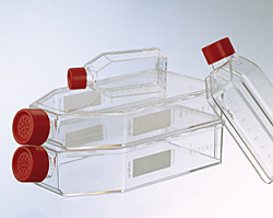 Zellkulturflaschen "Filter Top" CELLSTAR® Greiner Bio-One