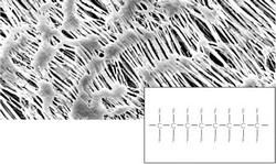 Polytetrafluorethylene (PTFE) Membrane Filter type 118 Sartorius